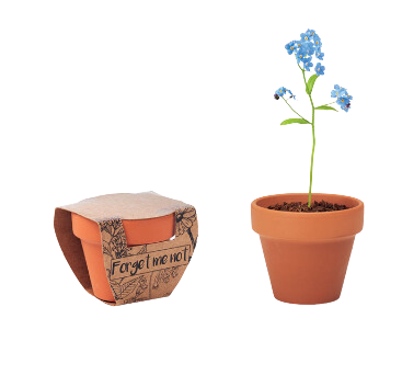 Terracotta Flower Pot With Seeds
