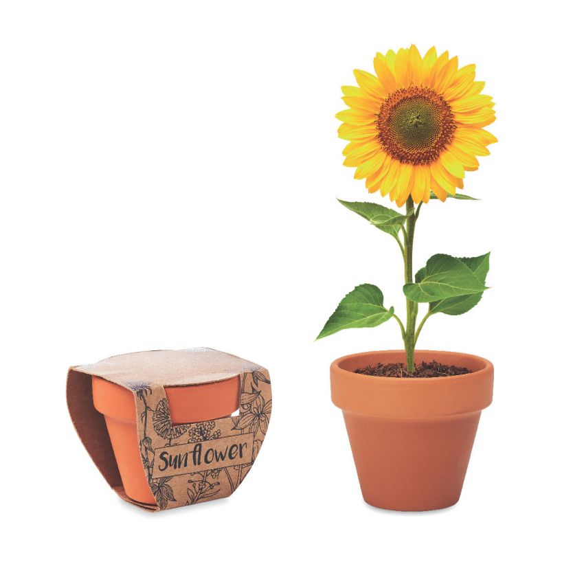 Terracotta Flower Pot With Seeds | Sunflower