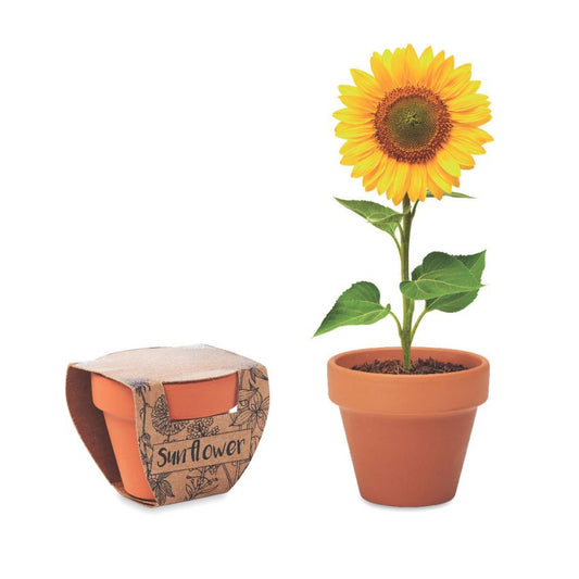 Terracotta Flower Pot With Seeds | Sunflower