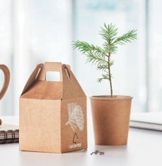 Grow A Pine Tree Kit
